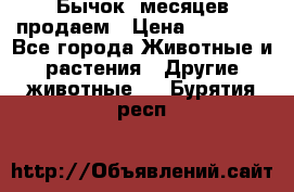 Бычок 6месяцев продаем › Цена ­ 20 000 - Все города Животные и растения » Другие животные   . Бурятия респ.